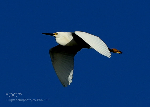 Canon EOS-1D X Mark II sample photo. 04-16-18-0012844.jpg photography