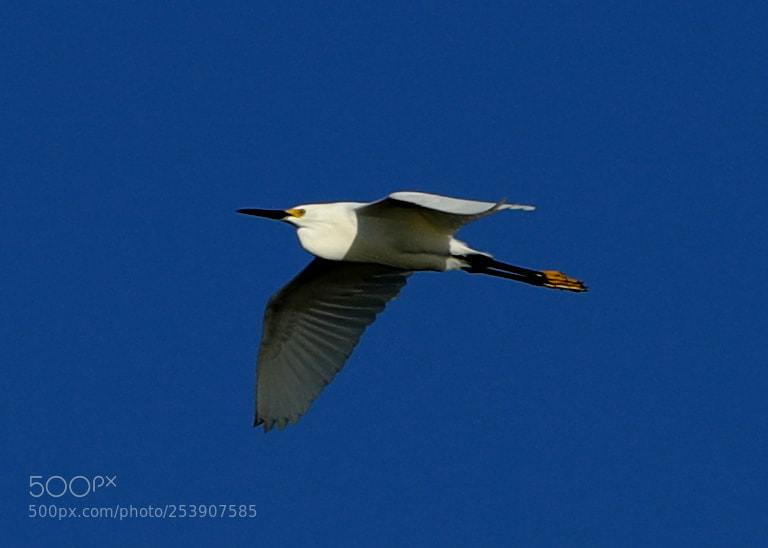 Canon EOS-1D X Mark II sample photo. 04-16-18-0012843.jpg photography