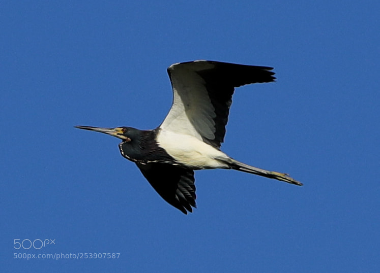 Canon EOS-1D X Mark II sample photo. 04-16-18-0012842.jpg photography