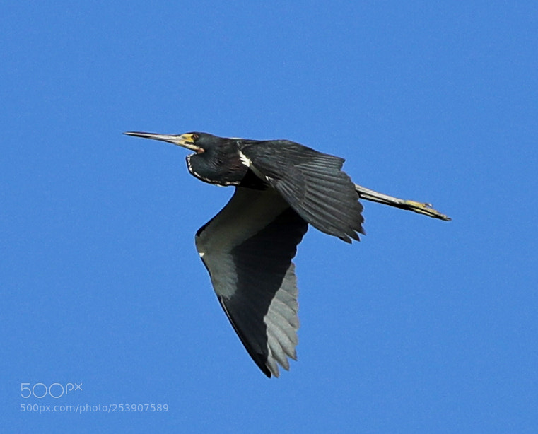 Canon EOS-1D X Mark II sample photo. 04-16-18-0012841.jpg photography