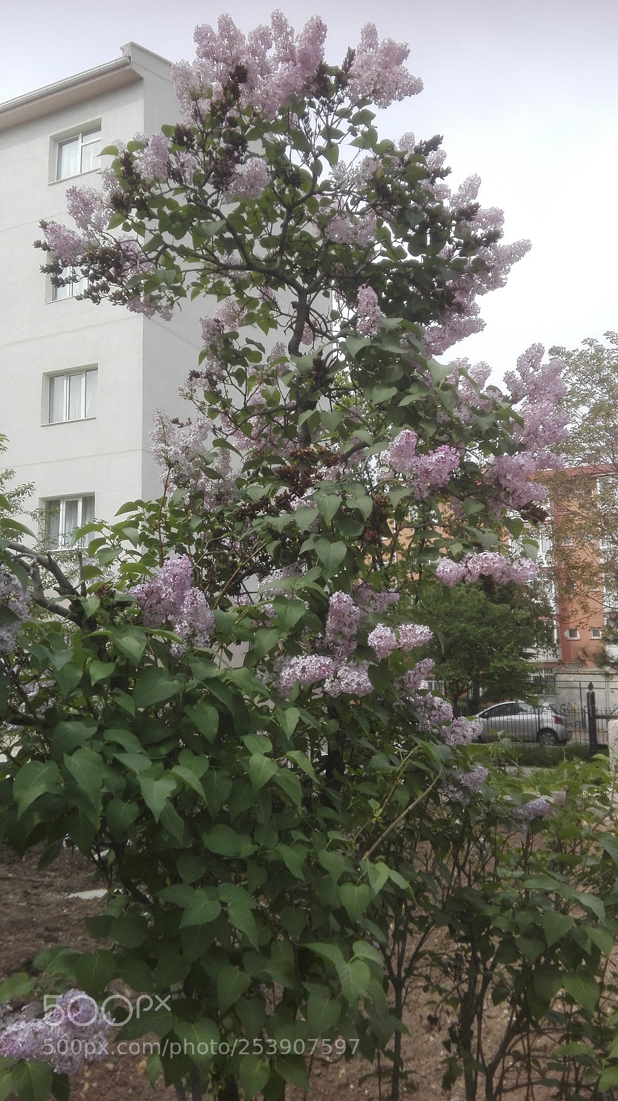 HUAWEI P8 Lite sample photo. Purple blooming photography
