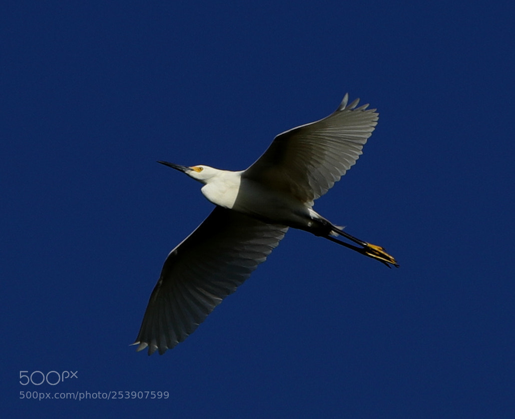 Canon EOS-1D X Mark II sample photo. 04-16-18-0012840.jpg photography