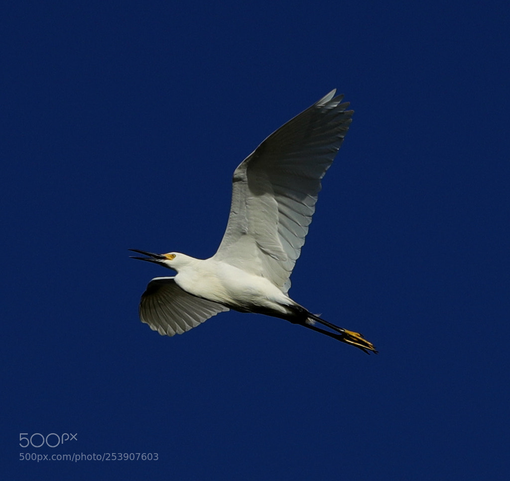Canon EOS-1D X Mark II sample photo. 04-16-18-0012839.jpg photography