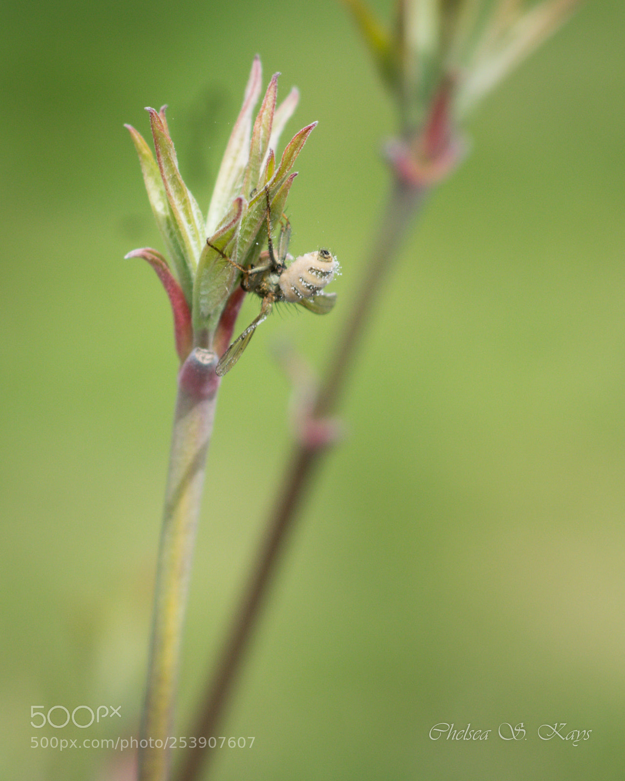 Nikon D3300 sample photo. In like a lamb photography