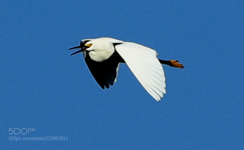 Canon EOS-1D X Mark II sample photo. 04-16-18-0012838.jpg photography
