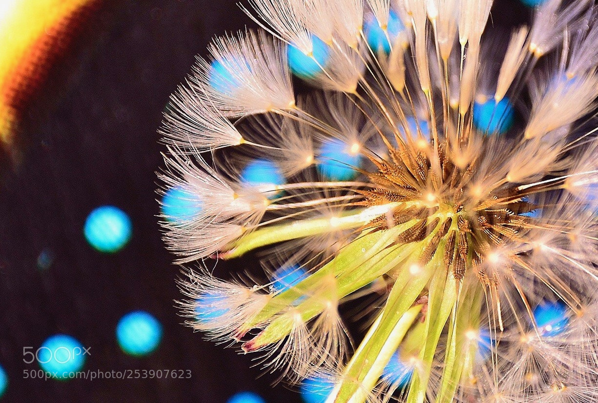 Nikon D7000 sample photo. Cnr photography