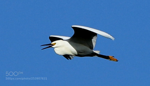 Canon EOS-1D X Mark II sample photo. 04-16-18-0012837.jpg photography