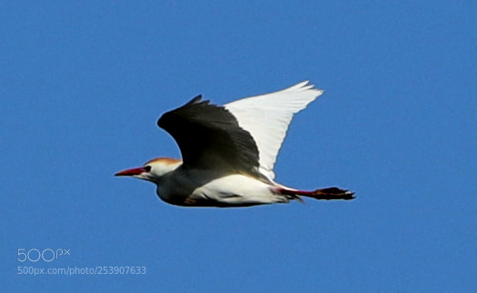 Canon EOS-1D X Mark II sample photo. 04-16-18-0012835.jpg photography