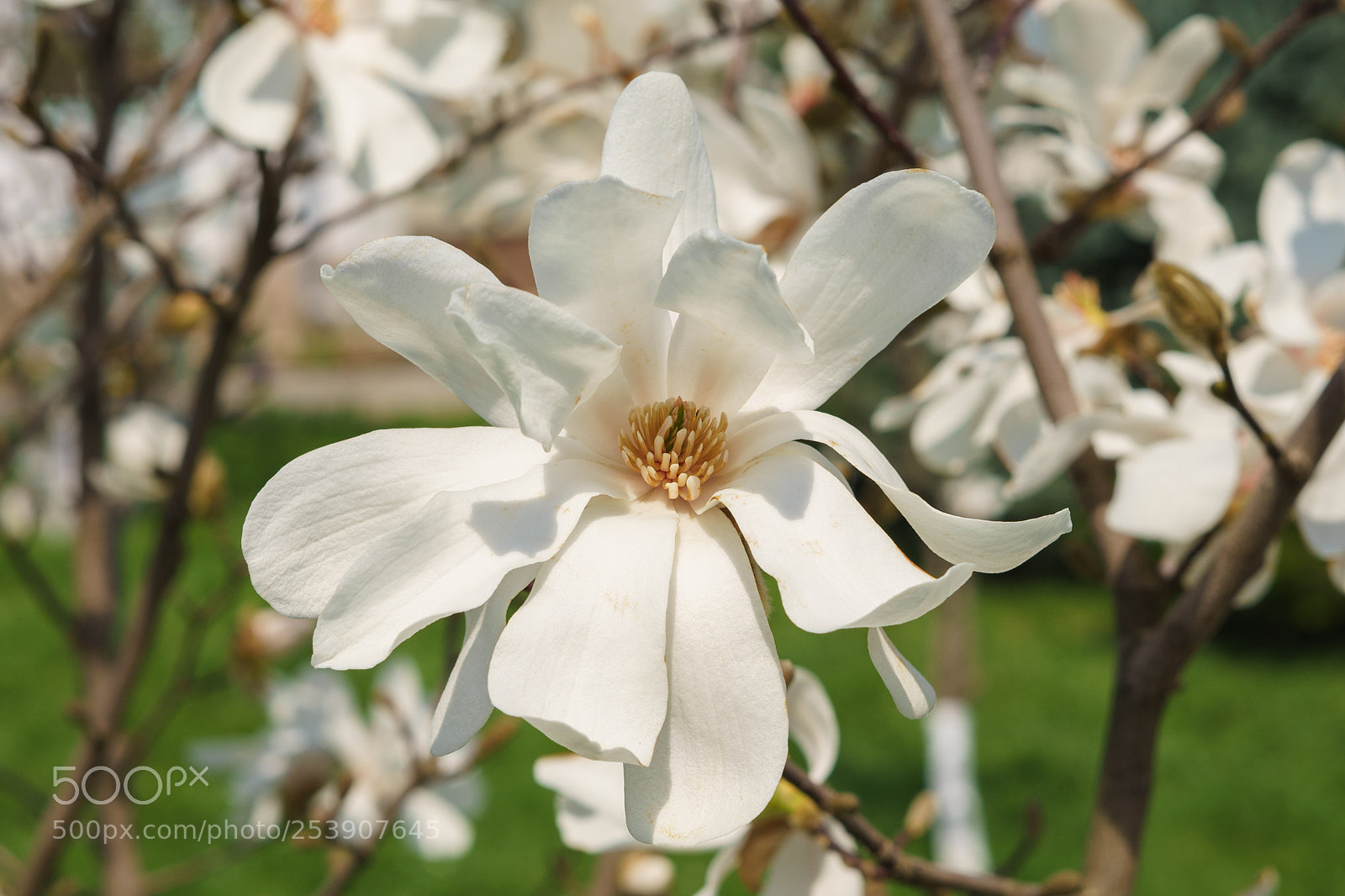Sony a7 II sample photo. Dsc photography