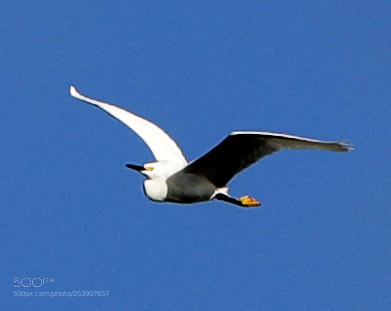 Canon EOS-1D X Mark II sample photo. 04-16-18-0012833.jpg photography