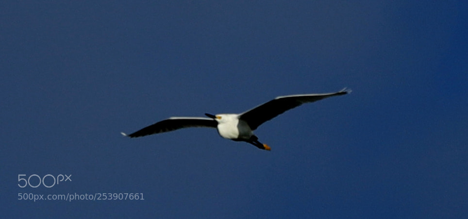 Canon EOS-1D X Mark II sample photo. 04-16-18-0012832.jpg photography
