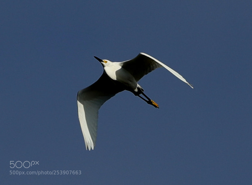 Canon EOS-1D X Mark II sample photo. 04-16-18-0012831.jpg photography