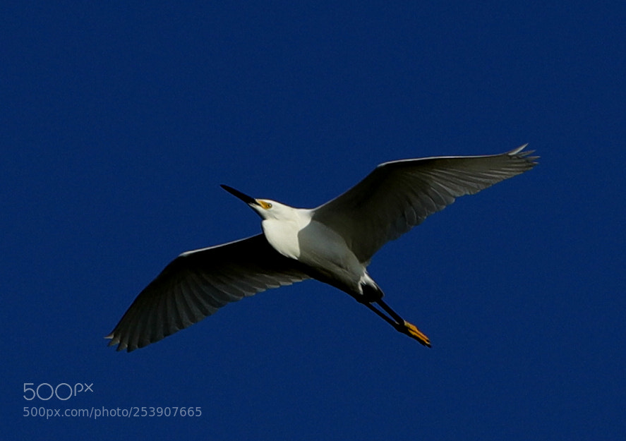 Canon EOS-1D X Mark II sample photo. 04-16-18-0012830.jpg photography