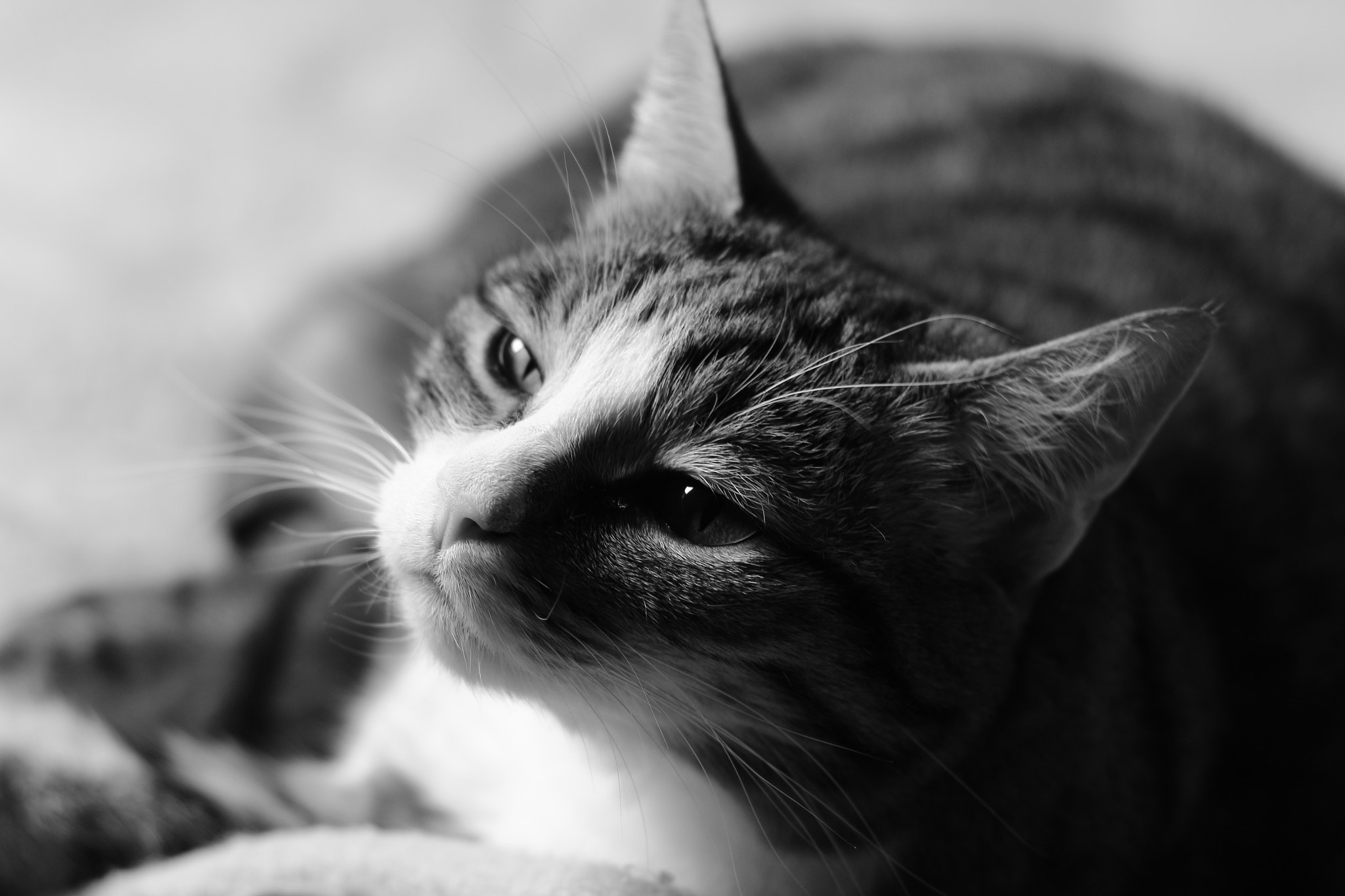 Canon EOS 700D (EOS Rebel T5i / EOS Kiss X7i) + Canon EF 50mm F1.8 II sample photo. Awake photography