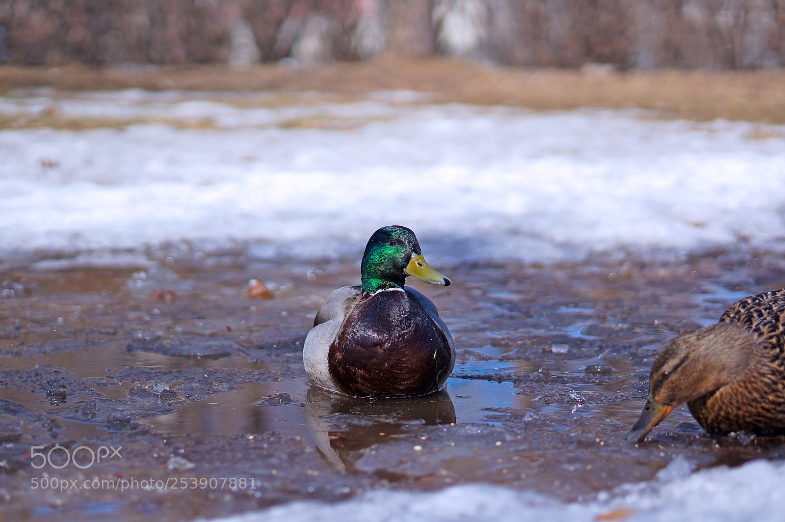 Sony Alpha NEX-5N sample photo. Spring photography