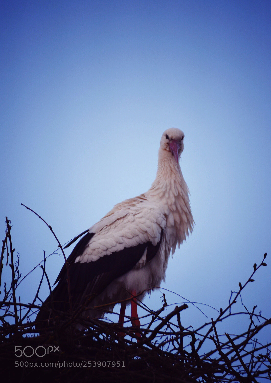 Nikon D3400 sample photo. Untitled photography