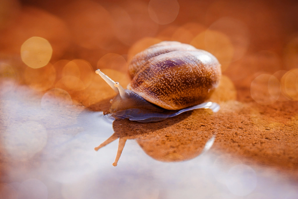snail by Linda photography on 500px.com
