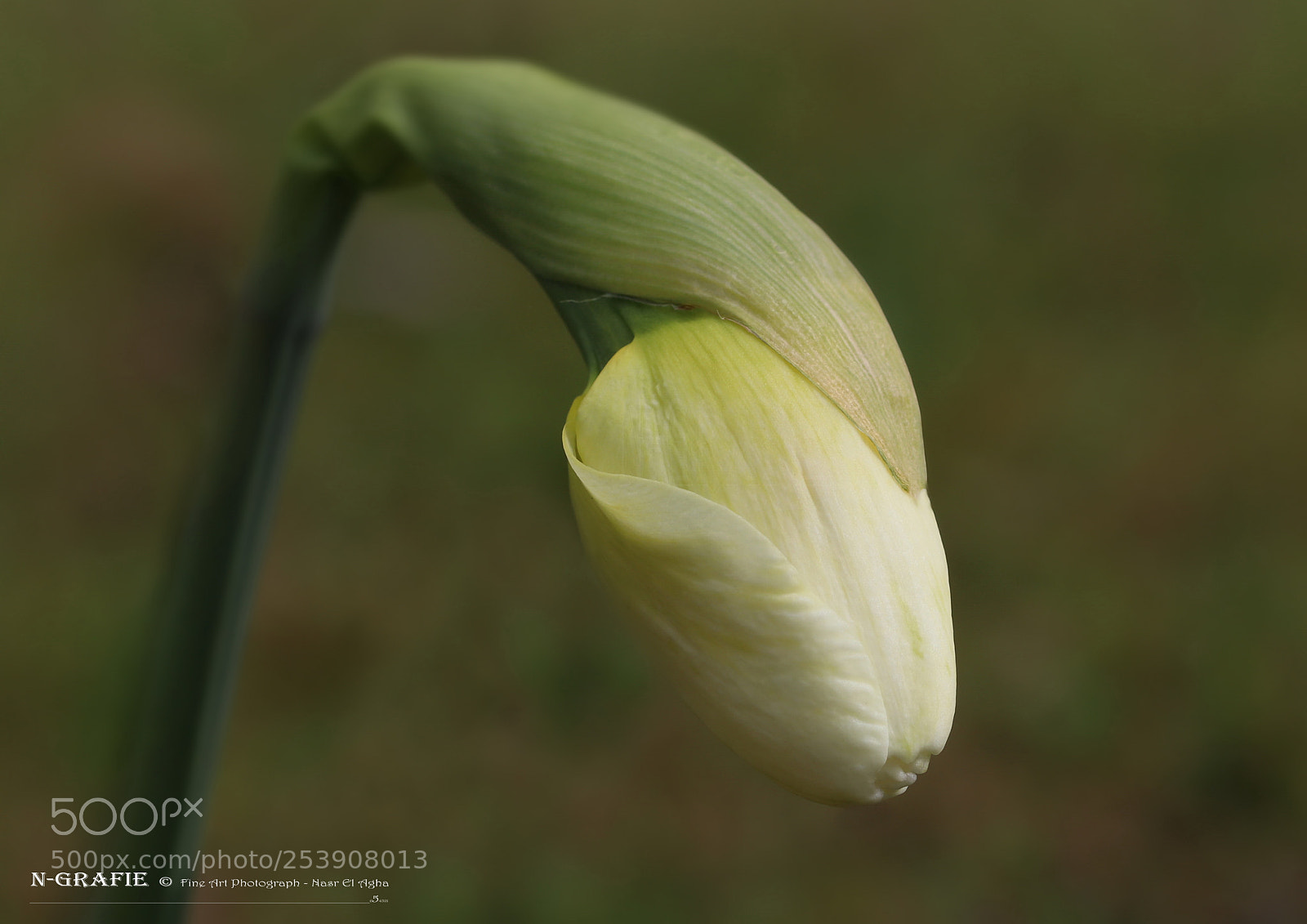 Canon EOS 80D sample photo. The seduction of nature photography
