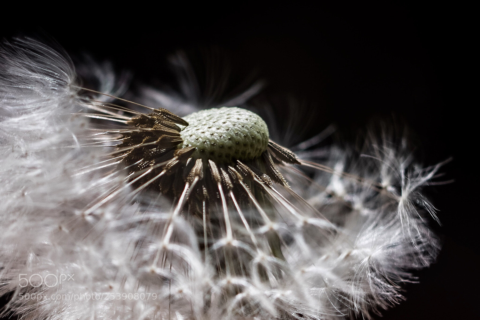 Canon EOS 7D Mark II sample photo. Dandelion photography