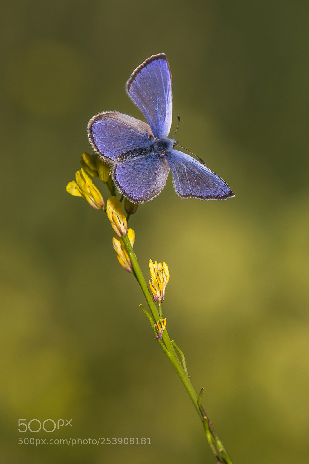 Canon EOS 60D sample photo. Green-underside blue photography