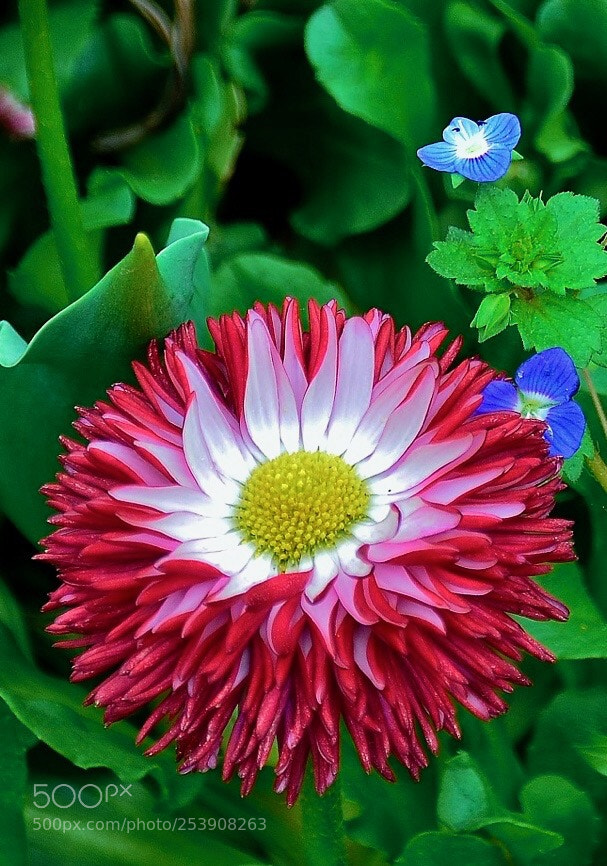 Nikon D7000 sample photo. Floral love photography