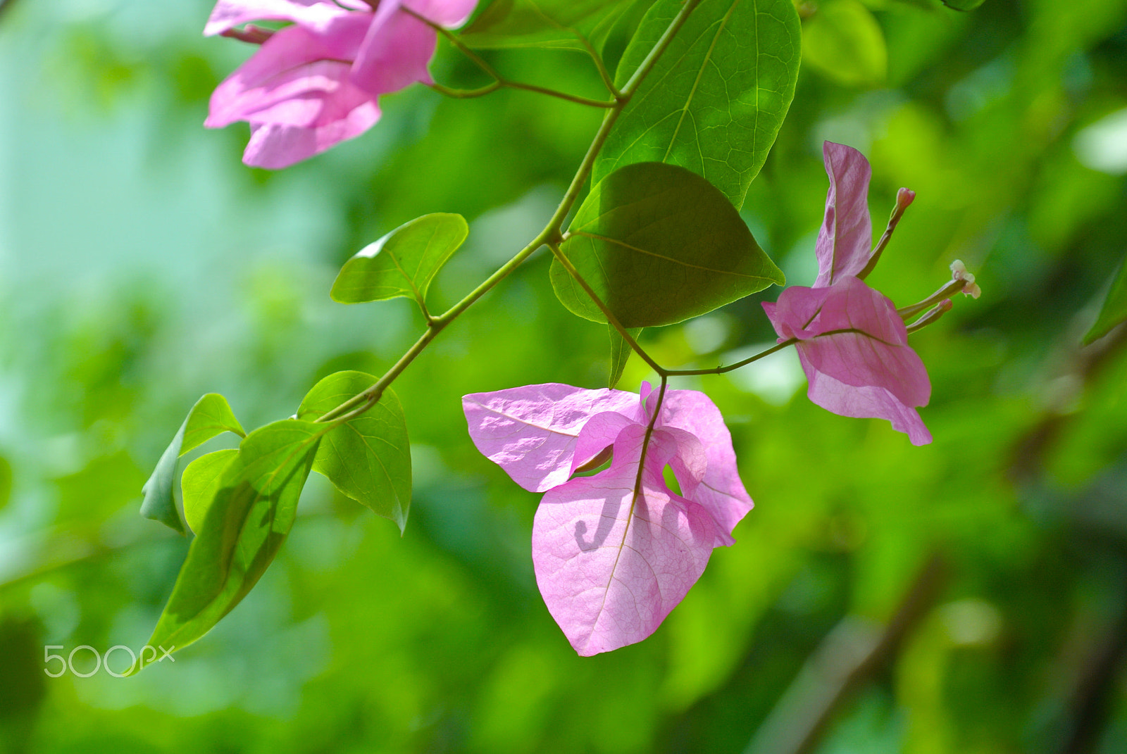 Nikon 1 J1 sample photo. Pink flowers under sunlight photography