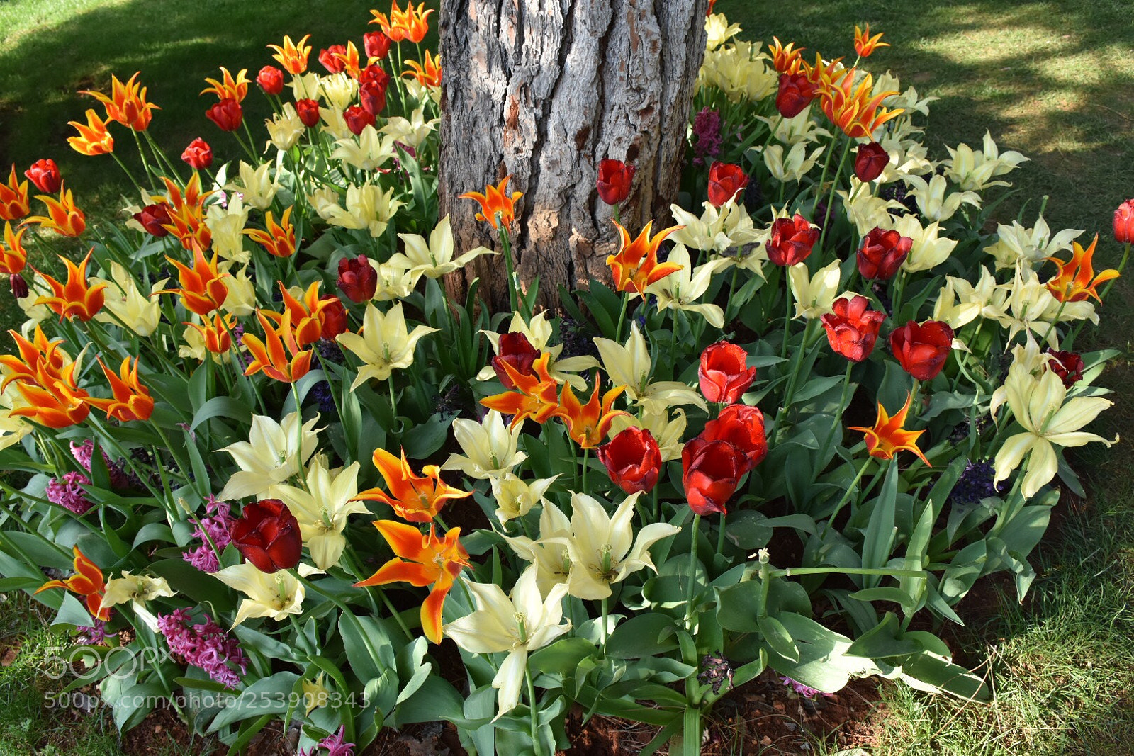 Nikon D7200 sample photo. Spring  photography