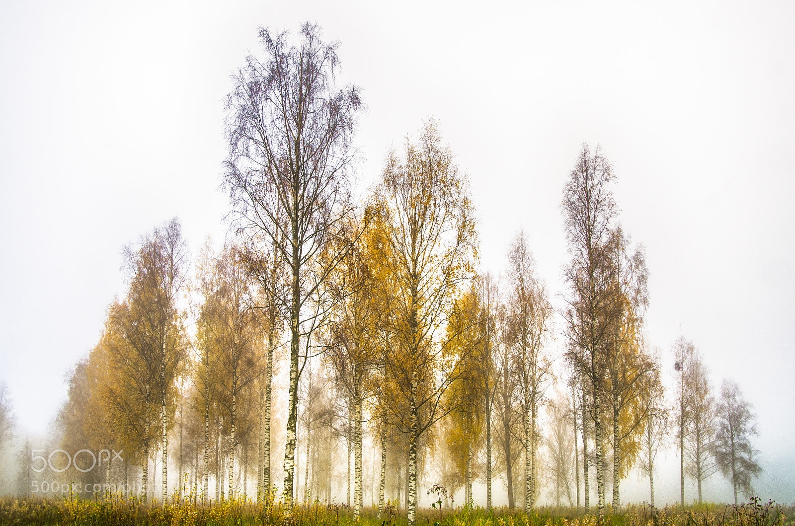 Pentax K-5 sample photo. Foggy day photography