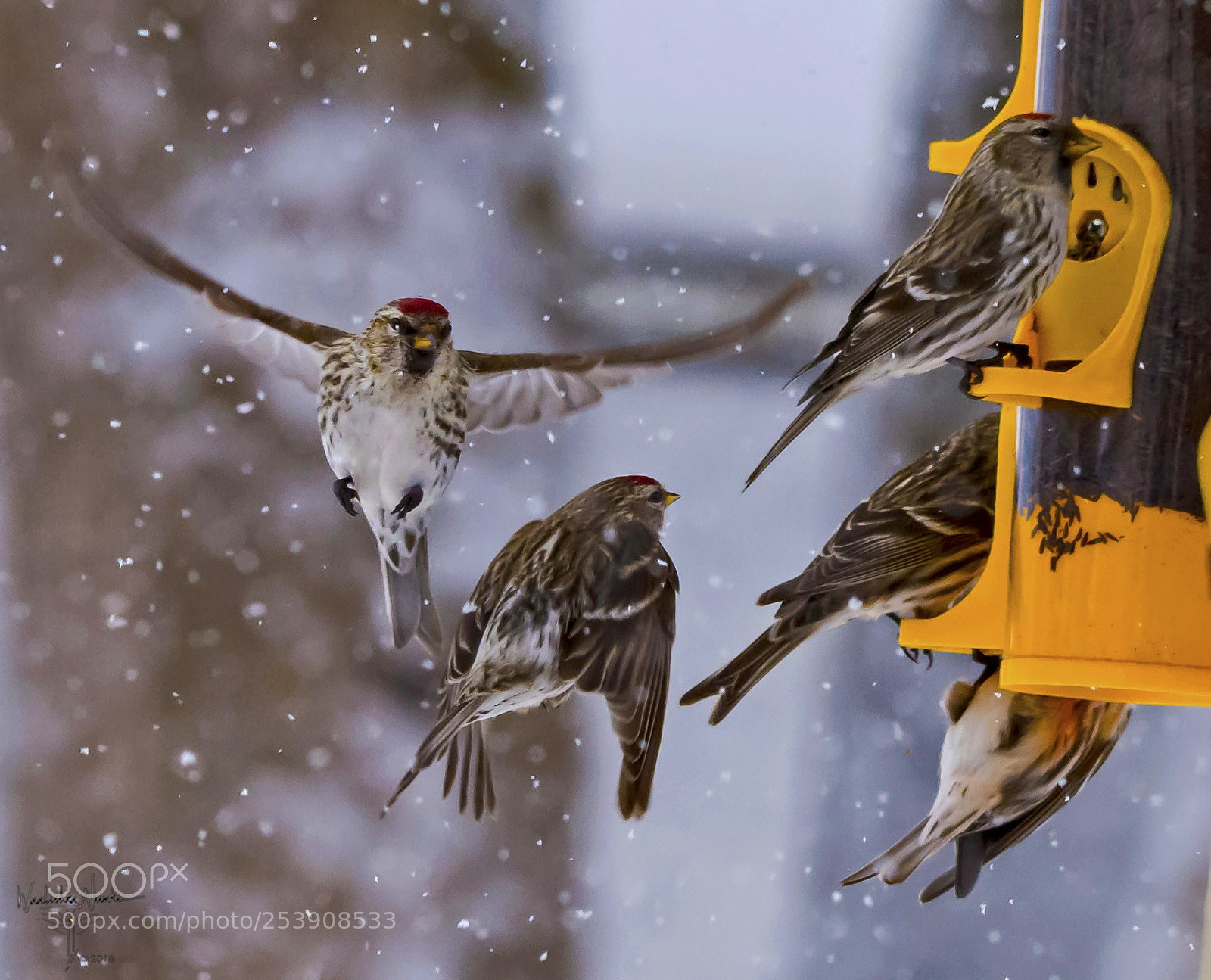 Nikon D7200 sample photo. Redpolls in the snow photography