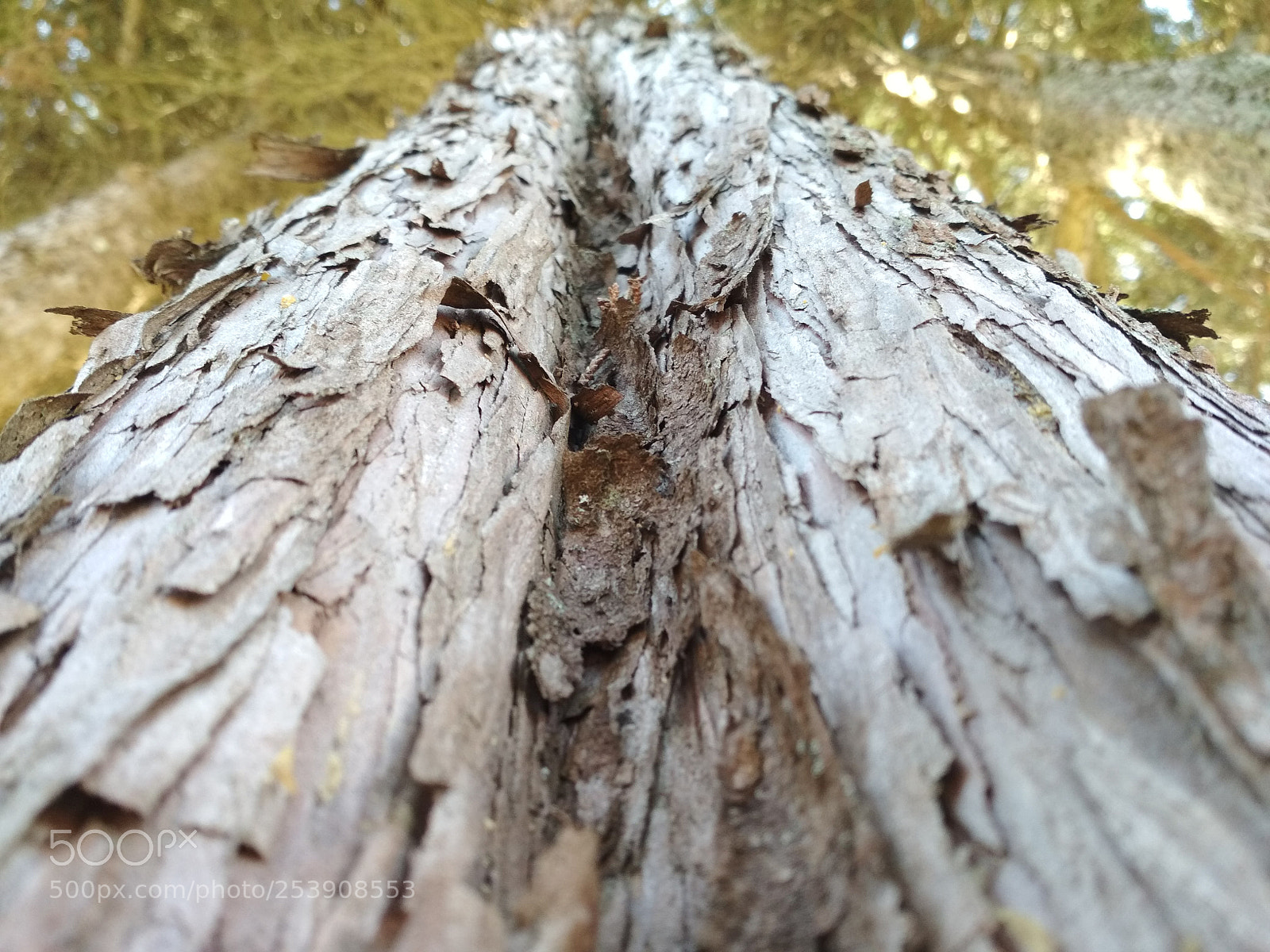 Xiaomi Redmi 4X sample photo. Tree photography