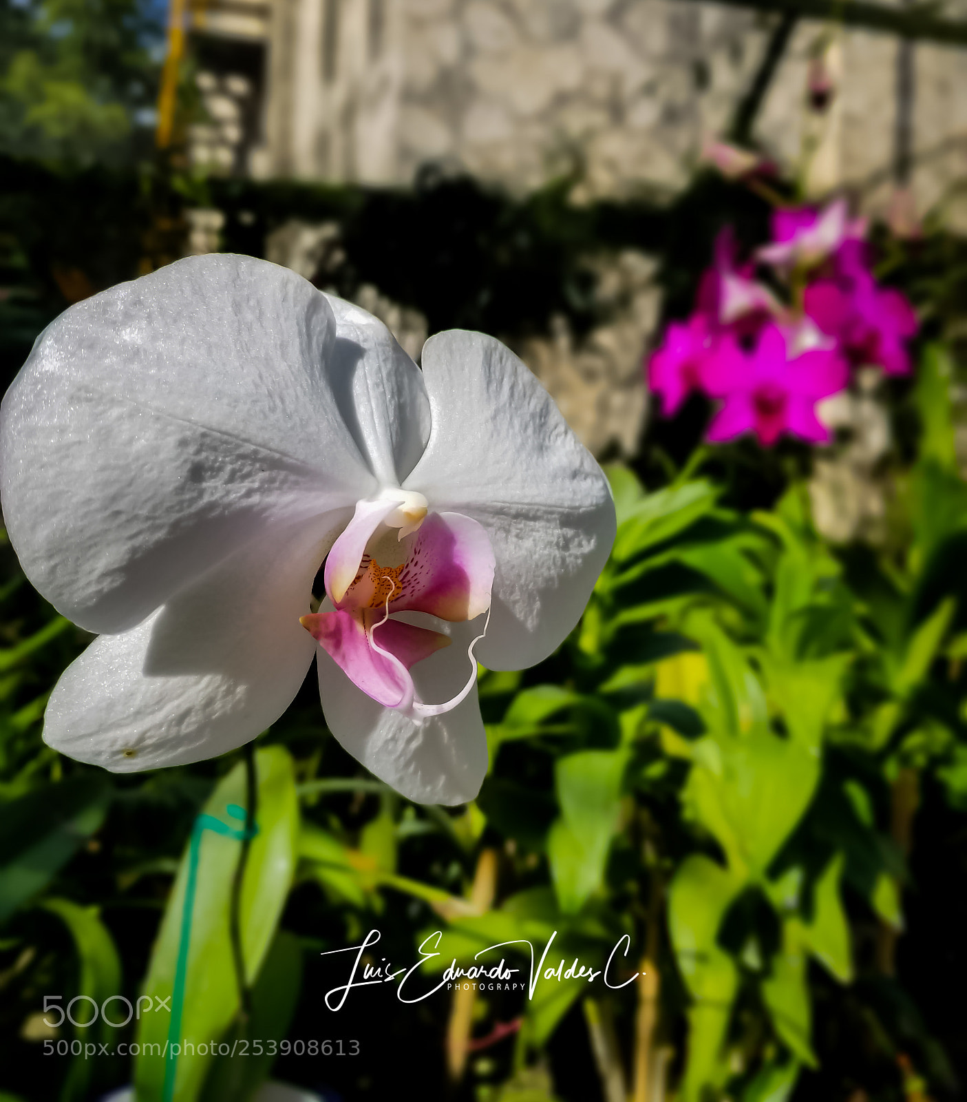 Samsung Galaxy S8 sample photo. Contrast photography