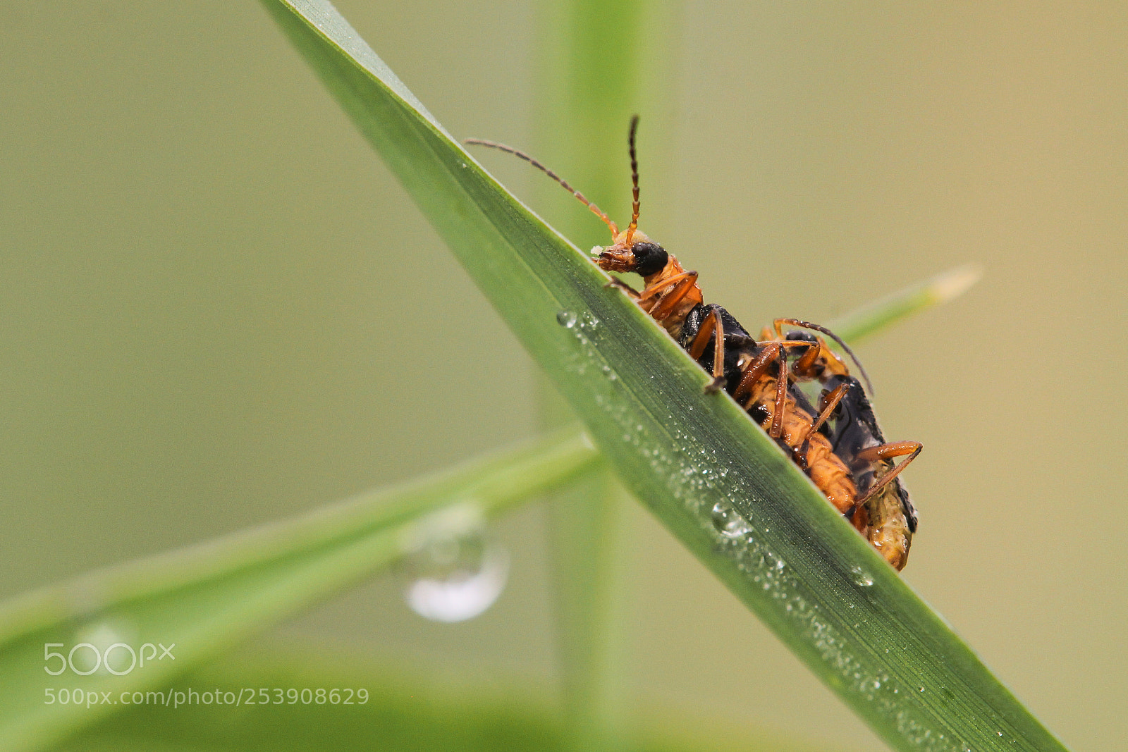 Canon EOS 60D sample photo. Mating photography