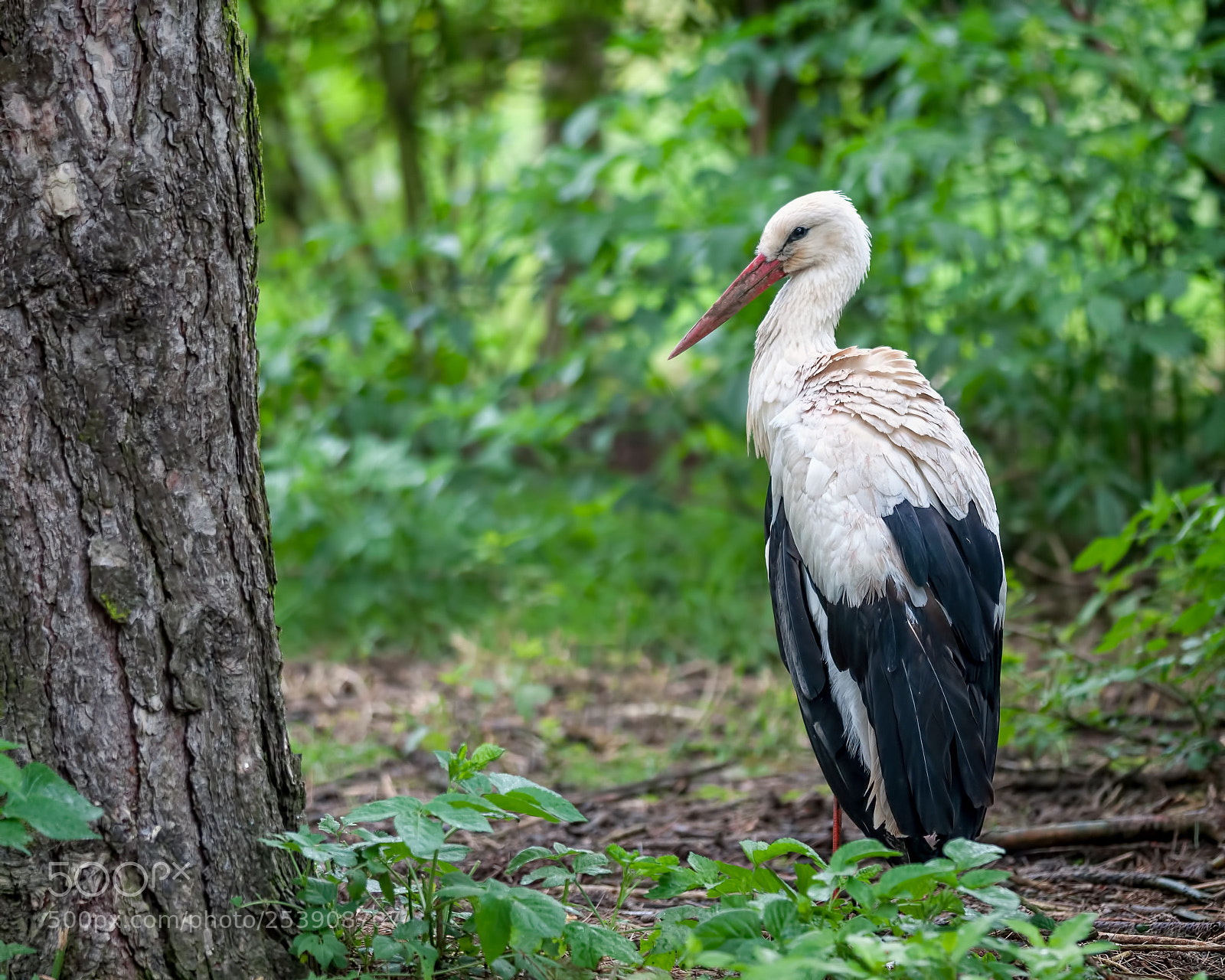 Nikon D300S sample photo. White stork on the photography