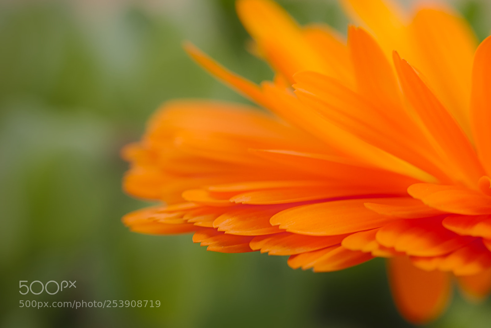 Canon EOS 70D + Canon EF 50mm F1.8 STM sample photo. Sfumature di arancio photography