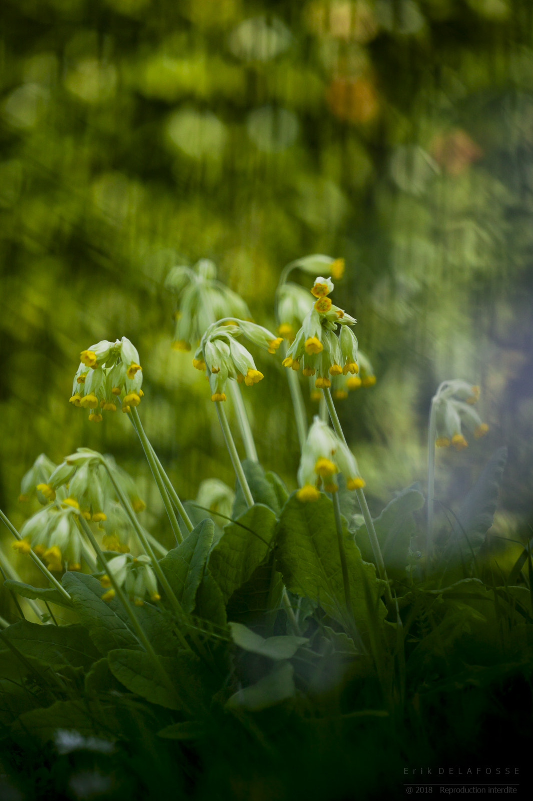Canon EOS-1Ds sample photo. Coucou photography