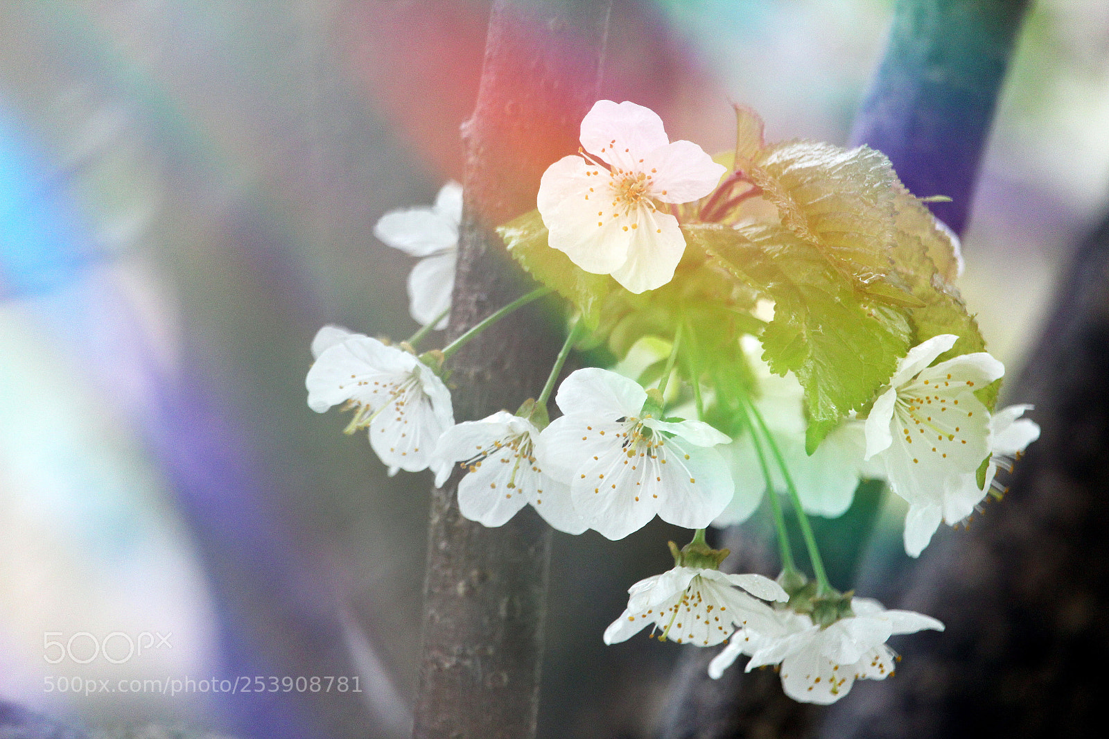 Canon EOS 1200D (EOS Rebel T5 / EOS Kiss X70 / EOS Hi) sample photo. World through a prism... photography