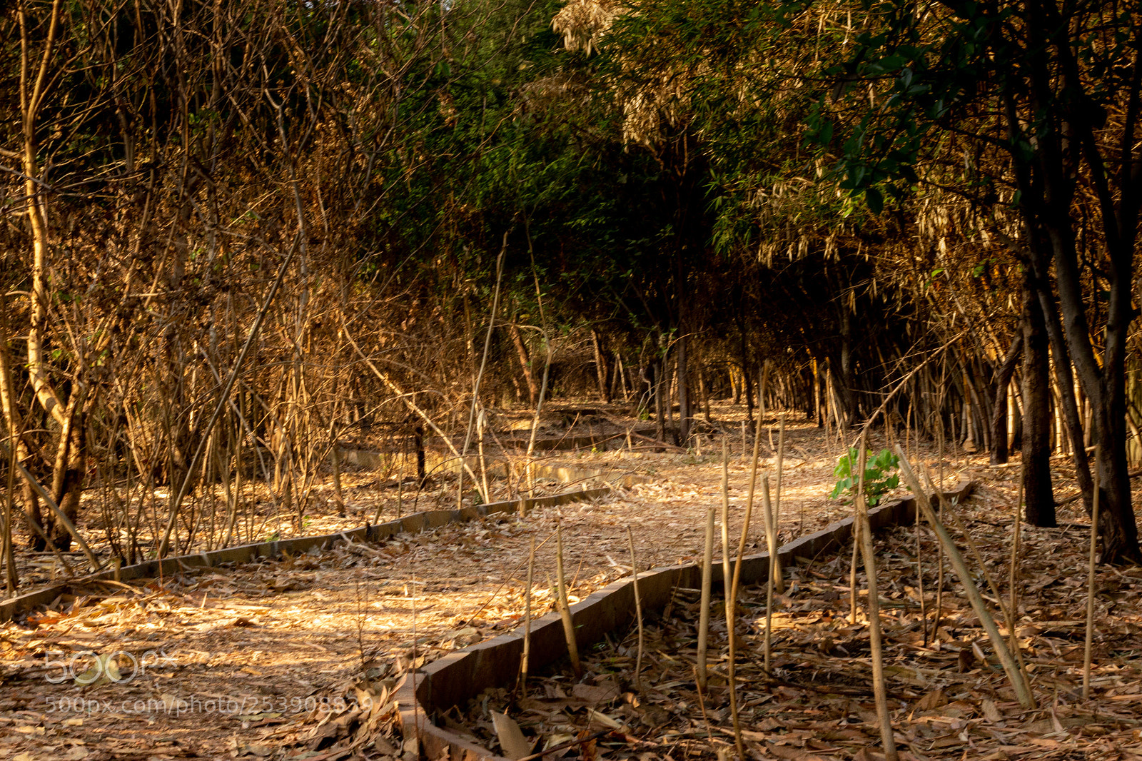 Canon EOS 600D (Rebel EOS T3i / EOS Kiss X5) sample photo. Path to nowhere photography