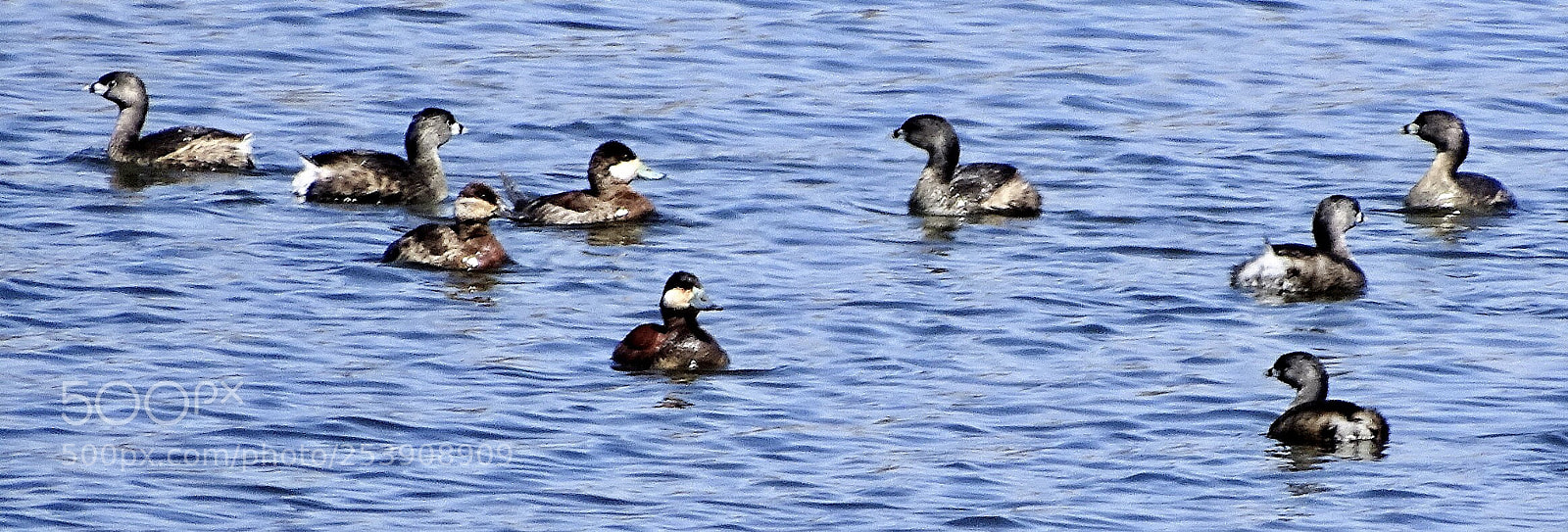 Sony Cyber-shot DSC-HX400V sample photo. Coot  gathering photography
