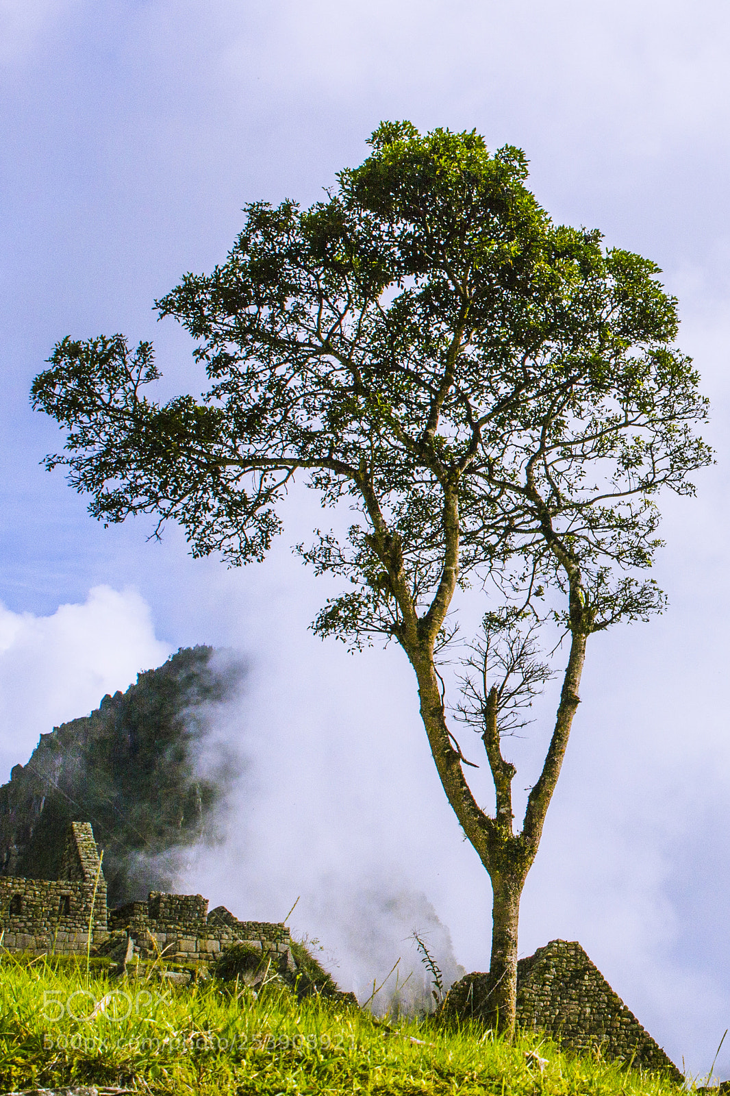 Canon EOS 60D sample photo. Last tree standing photography
