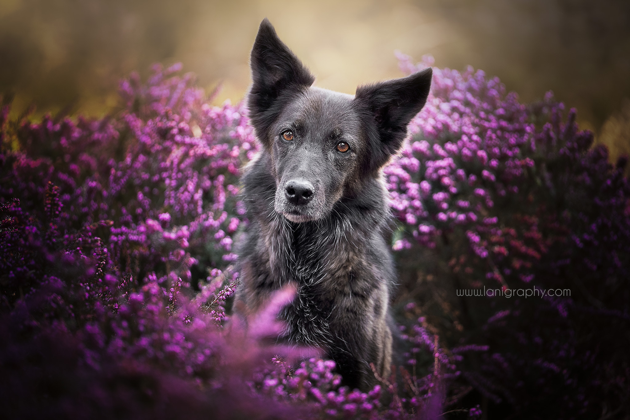 Sony FE 70-200mm F2.8 GM OSS sample photo. Elina photography