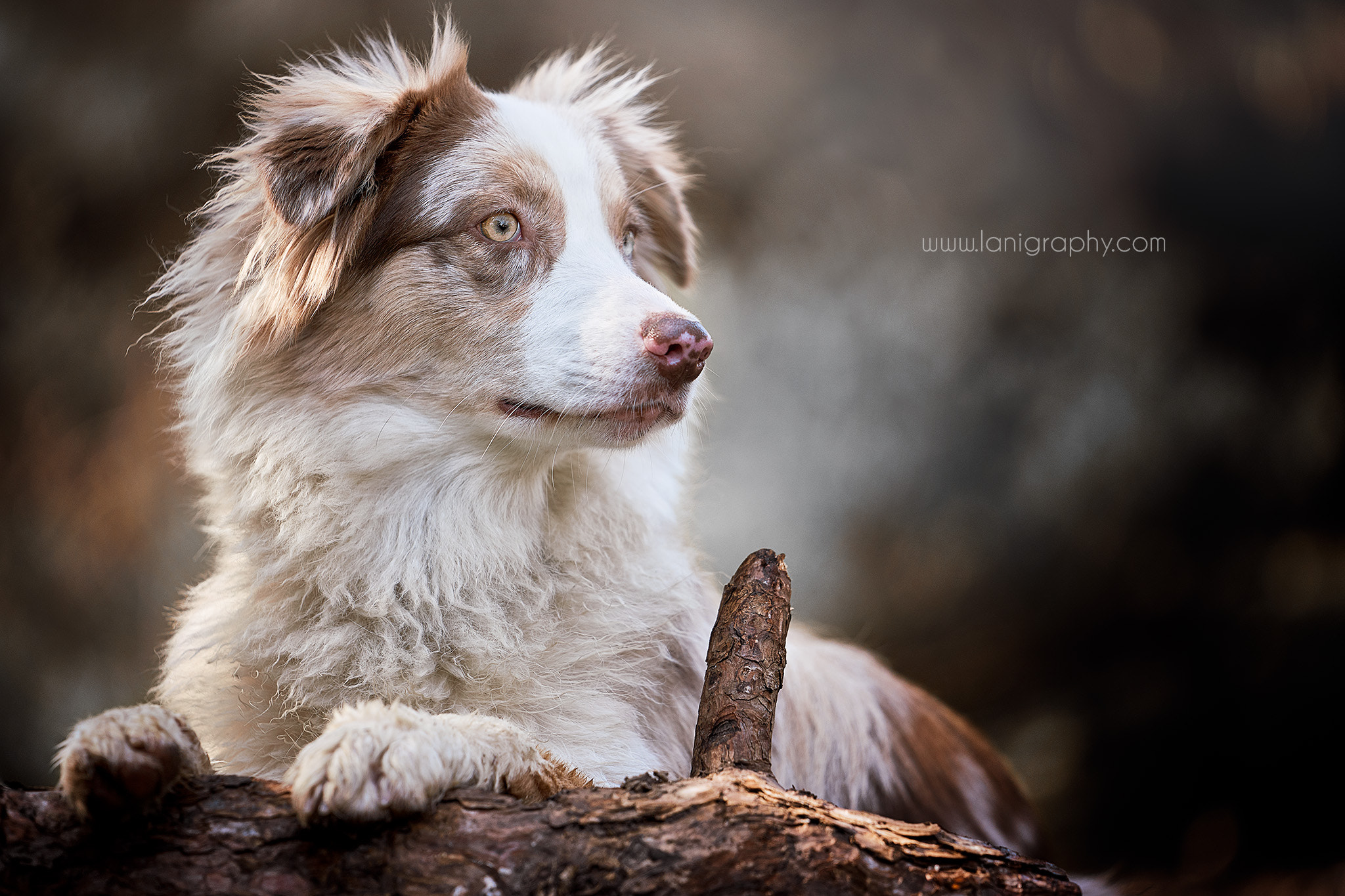 Sony FE 70-200mm F2.8 GM OSS sample photo. Melly photography