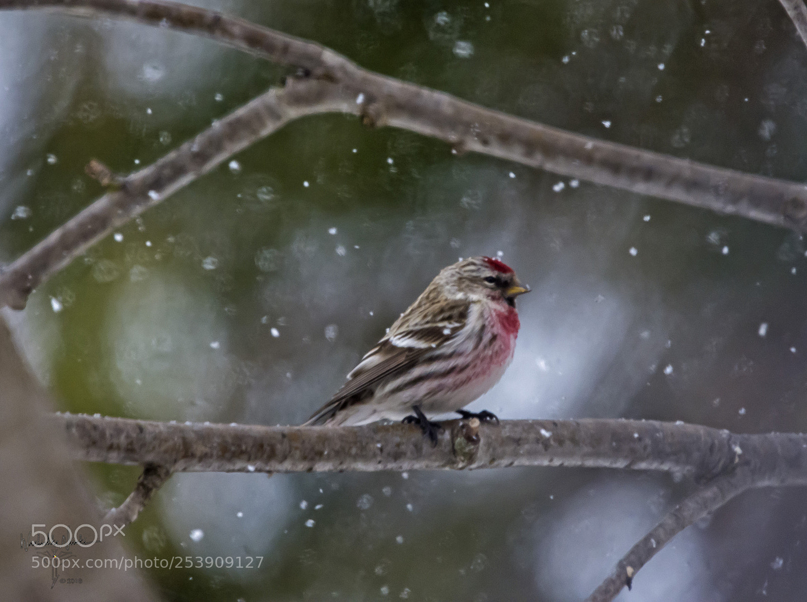 Nikon D7200 sample photo. Damn winter photography