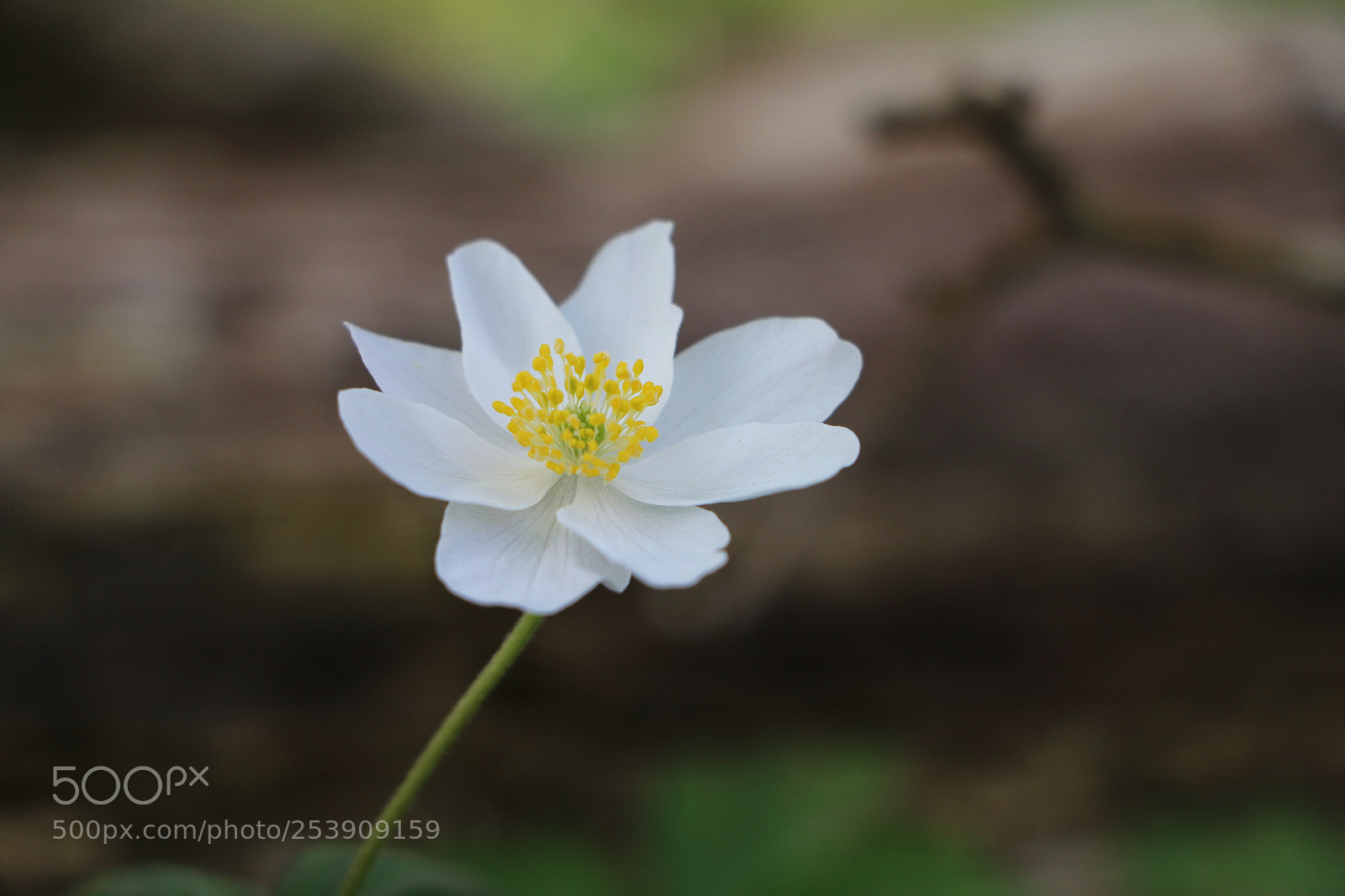 Canon EOS 70D sample photo. Springstar photography