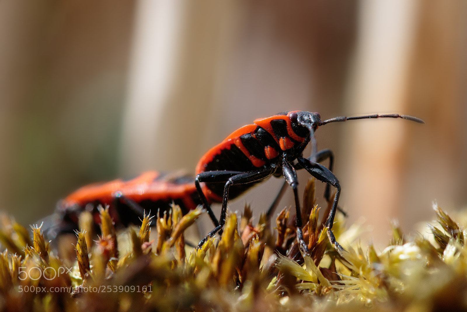 Canon EOS 7D Mark II sample photo. Firebug copulation photography