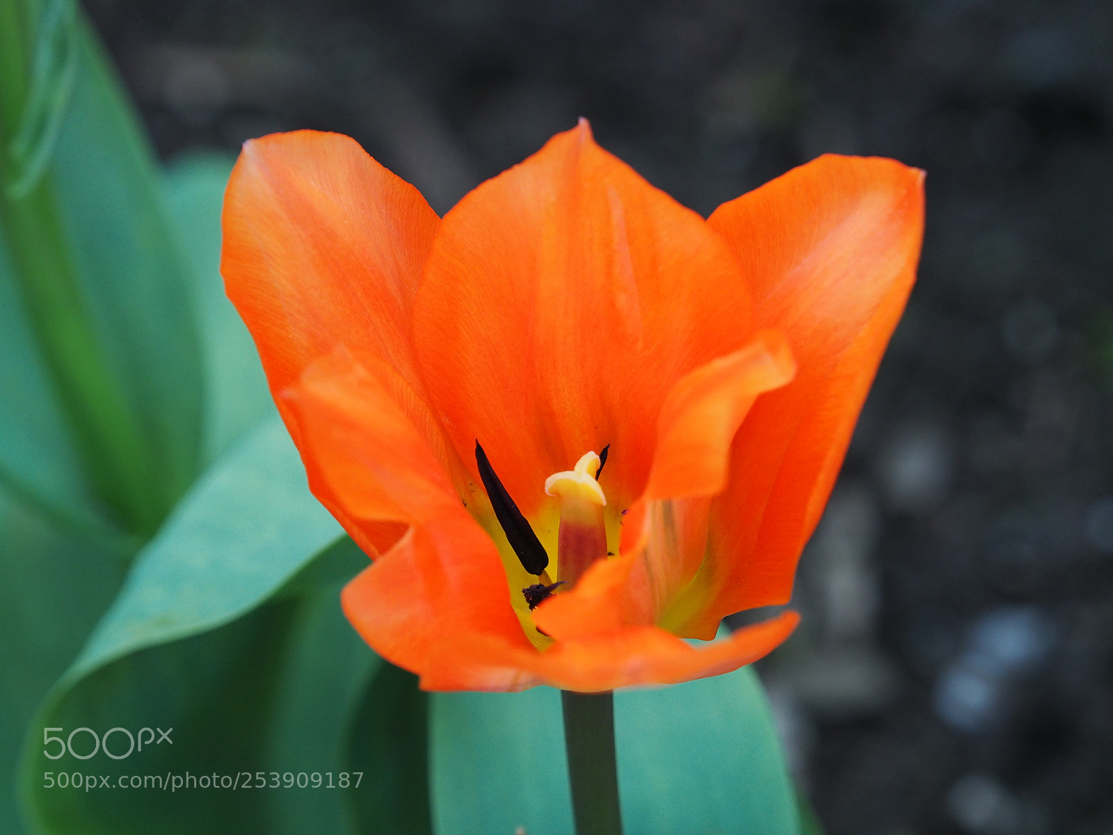 Olympus OM-D E-M5 II sample photo. Tulpe photography