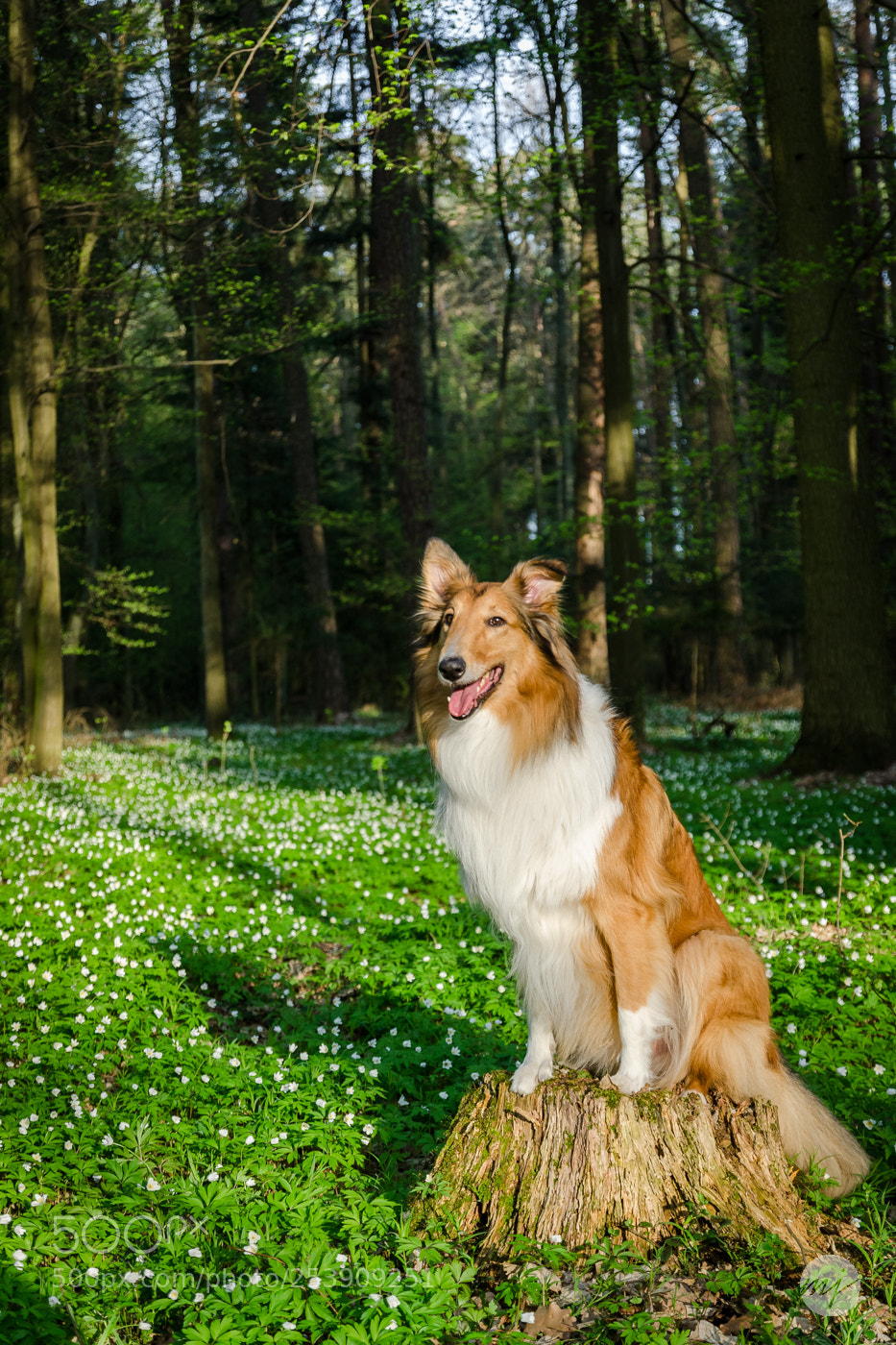 Nikon D7000 sample photo. Springtime photography