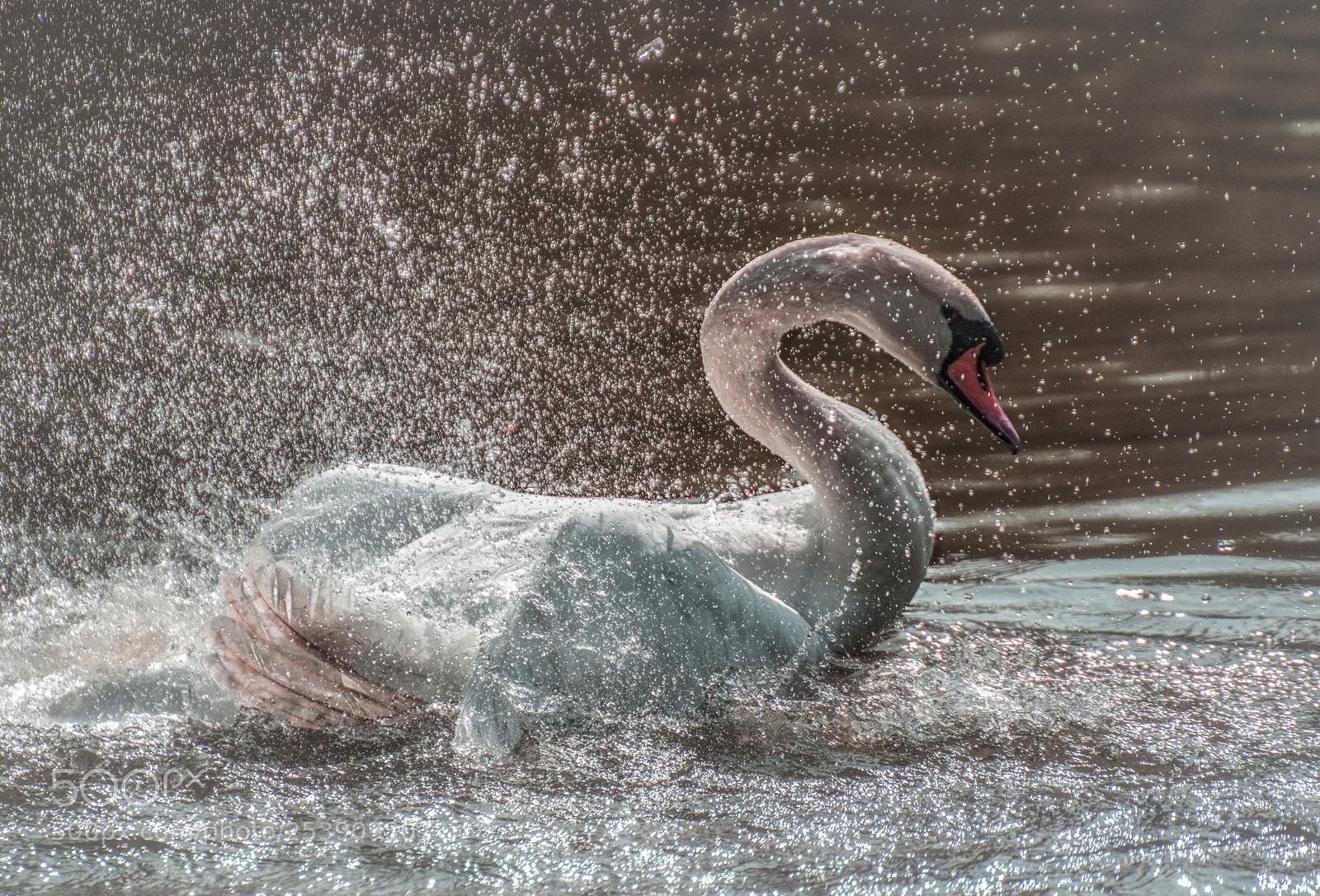 Nikon D610 sample photo. Swan iii photography