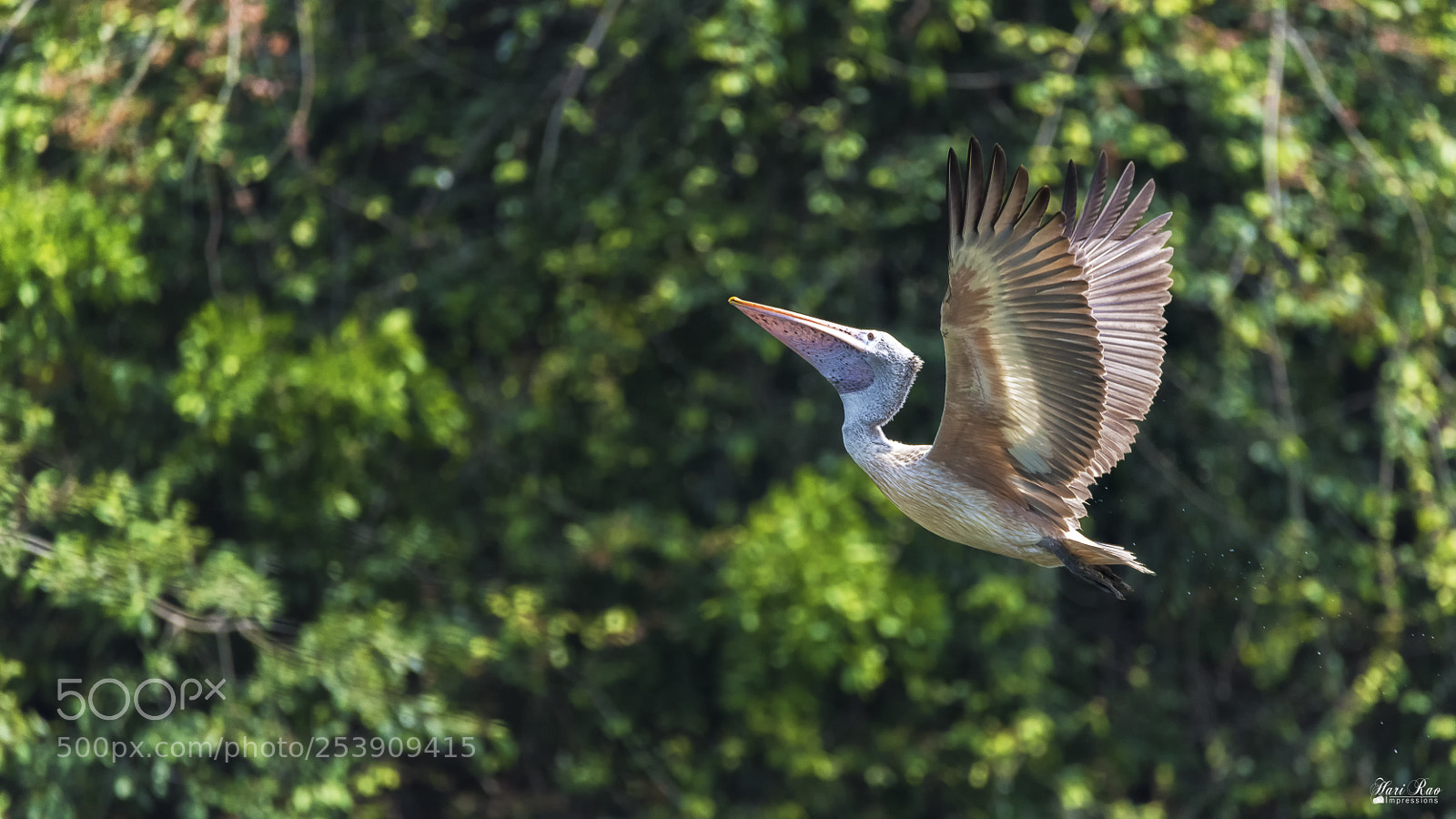 Nikon D810 sample photo. Spot billed pelican photography