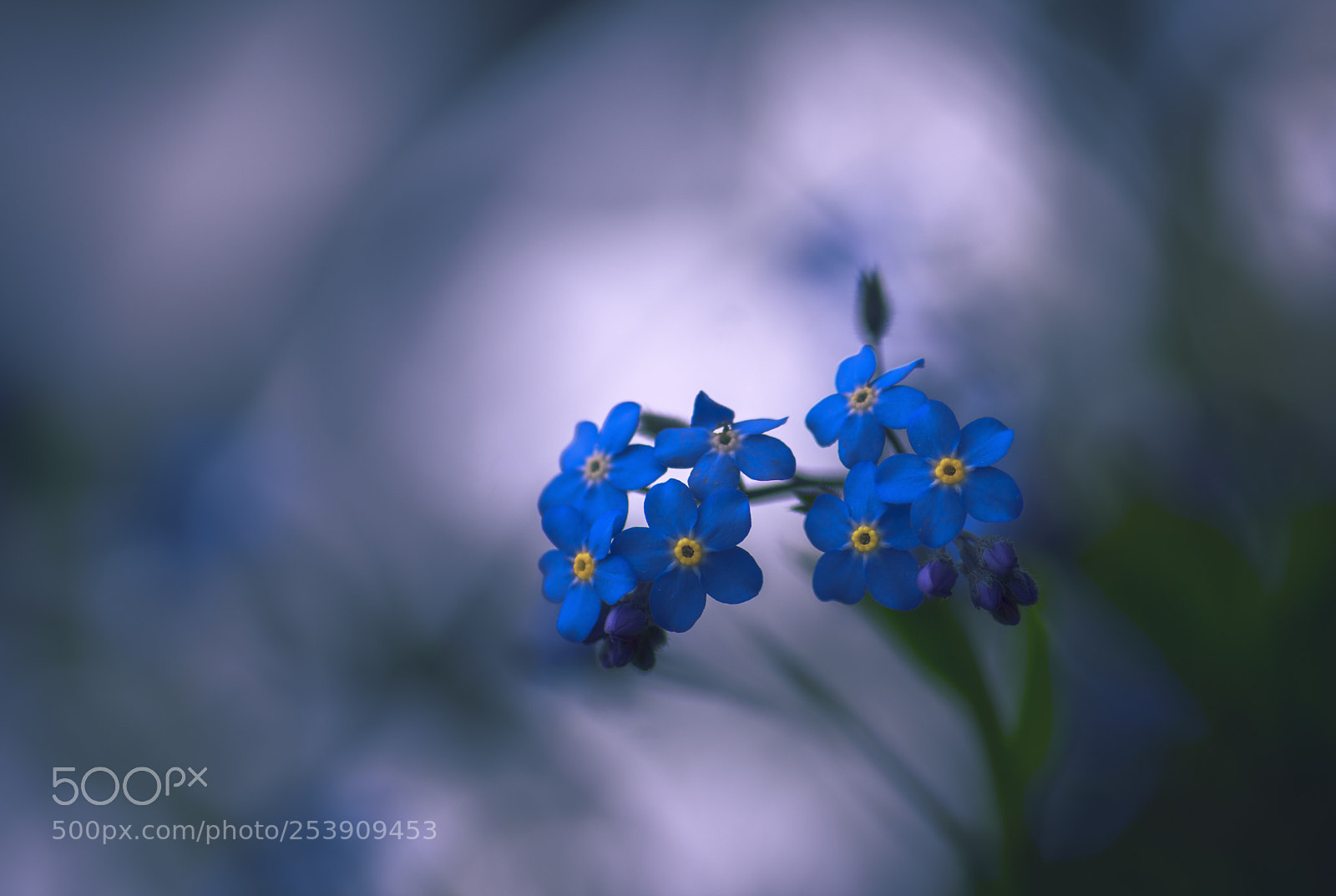 Nikon D7200 sample photo. Myosotis photography