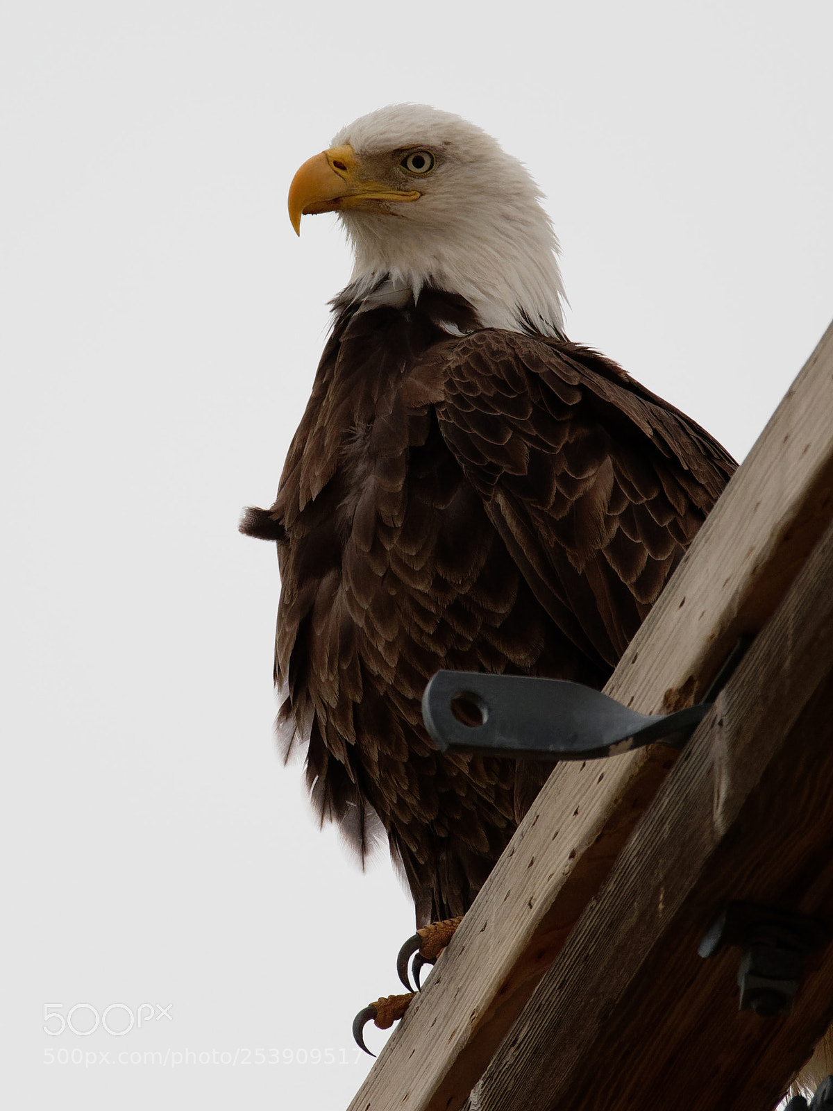Olympus OM-D E-M1 Mark II sample photo. Bald eagle perched on photography